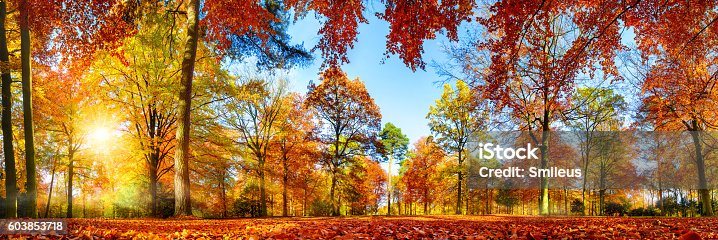 istock Colorful forest panorama in autumn 603853718