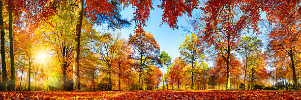 Colorful forest panorama in autumn Panorama of colorful trees in a park in autumn, a lively landscape with the sun shining through the foliage fall scenery stock pictures, royalty-free photos & images