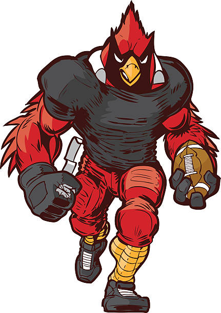 Vector Cartoon Cardinal Football Player Mascot in Uniform Vector cartoon clip art illustration front view of a tough cardinal football player mascot in uniform walking forward holding the game ball. animal muscle stock illustrations