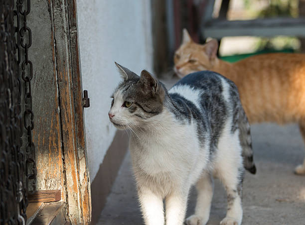 istock Two cats in front of rustic door 603854914