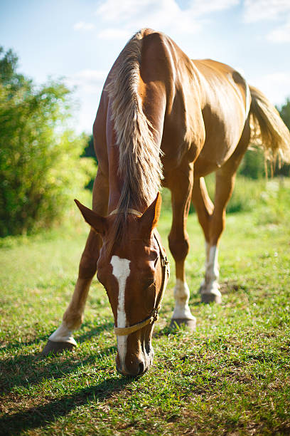 istock Red brown horse grazing in meadow 603856196