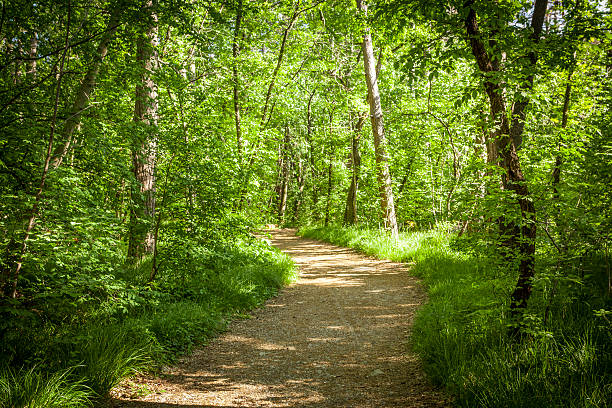 istock Path in beautiful green forest in summer 603857464