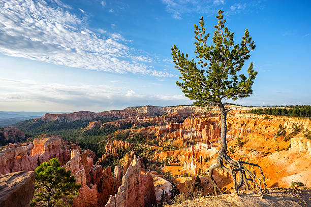 брайс-каньон амфитеатр на закате - plant sunset utah canyon стоковые фото и изображения