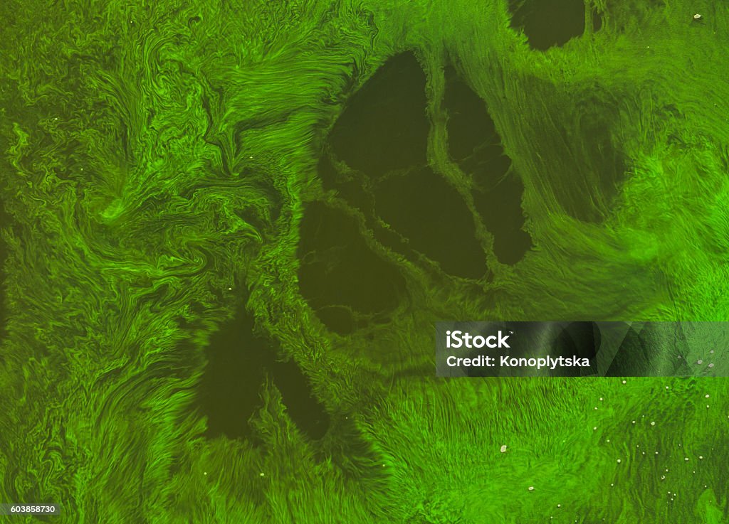 Seasonal algal blooms in the river Seasonal bloom of diatoms in the river Dnieper. The rapid deterioration of the ecological situation. Pollution of rivers in Europe Algal Bloom Stock Photo