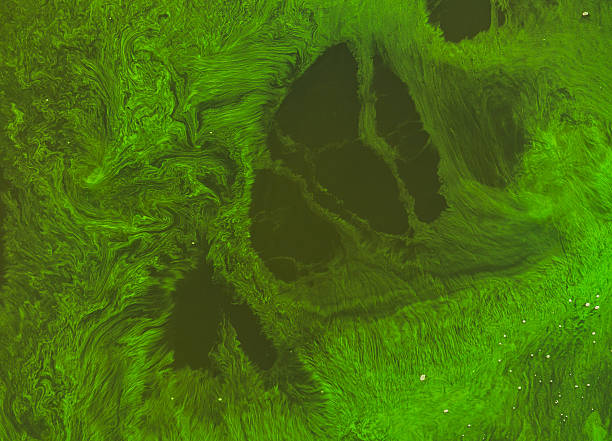 Seasonal algal blooms in the river Seasonal bloom of diatoms in the river Dnieper. The rapid deterioration of the ecological situation. Pollution of rivers in Europe algal bloom stock pictures, royalty-free photos & images