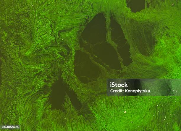 Seasonal Algal Blooms In The River Stock Photo - Download Image Now - Algal Bloom, Poisonous, Accidents and Disasters