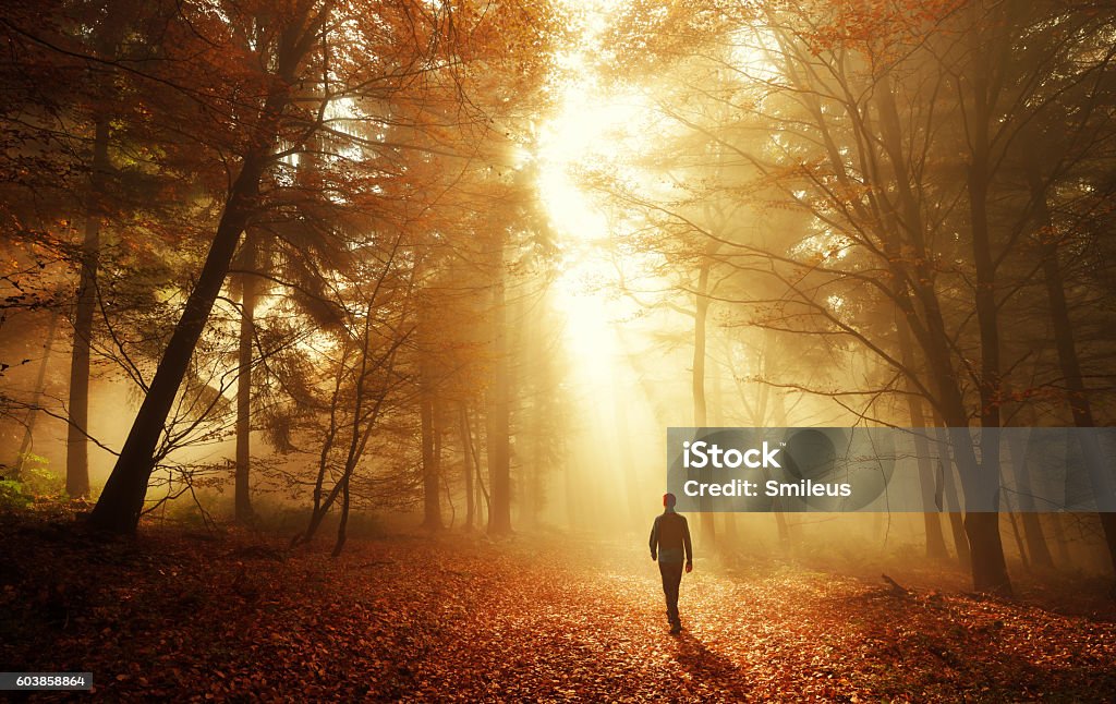 Promenez-vous dans la lumière à couper le souffle de la forêt d’automne - Photo de Marcher libre de droits