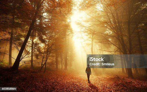 Photo libre de droit de Promenezvous Dans La Lumière À Couper Le Souffle De La Forêt Dautomne banque d'images et plus d'images libres de droit de Marcher