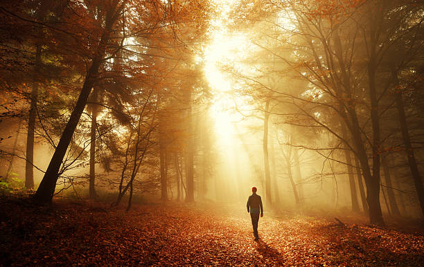 Walk in breathtaking light of the autumn forest Male hiker walking into the bright gold rays of light in the autumn forest, landscape shot with amazing dramatic lighting mood simple living stock pictures, royalty-free photos & images