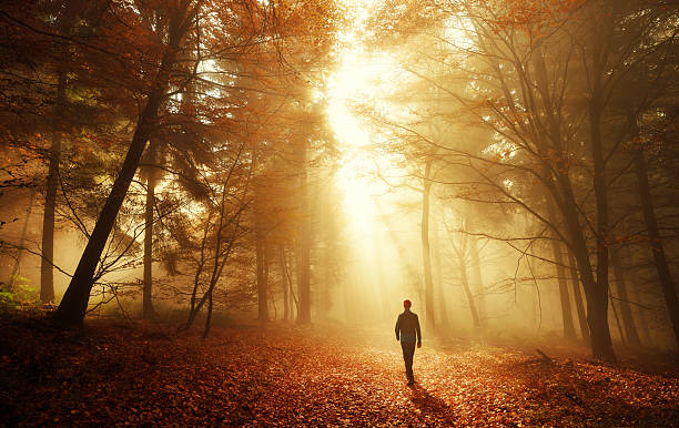 Walk in breathtaking light of the autumn forest Male hiker walking into the bright gold rays of light in the autumn forest, landscape shot with amazing dramatic lighting mood autum light stock pictures, royalty-free photos & images