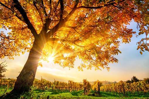 Colorful autumn treetops in fall forest with blue sky.