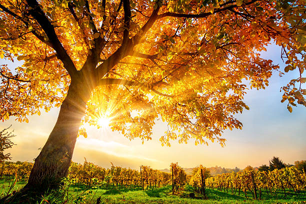 Photo of Gold tree on a vineyard in autumn