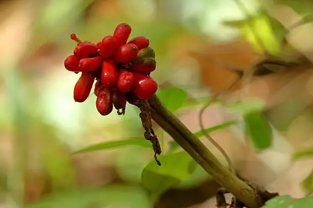 Photo of Jack-in-the-Pulpit