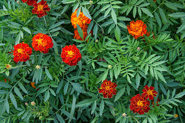 istock Blooming marigolds (tagetes) in the garden. 603860438