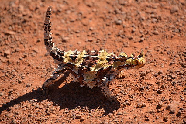 diavolo spinoso - thorny devil lizard australia northern territory desert foto e immagini stock