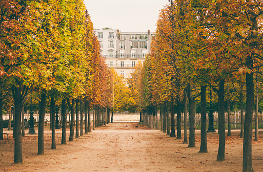 Beautiful autumn in Jardin des Tuileries in Paris (Paris, France)