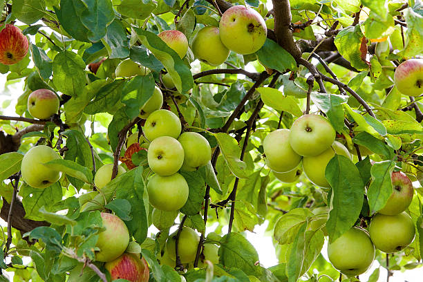 istock Shiny delicious apples hanging from a tree branch 603861294