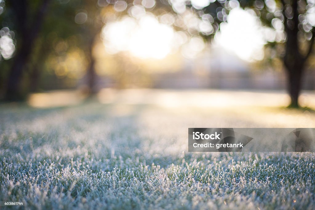 Hierba esmerilada en un telón de fondo borroso del amanecer bokeh - Foto de stock de Escarcha libre de derechos