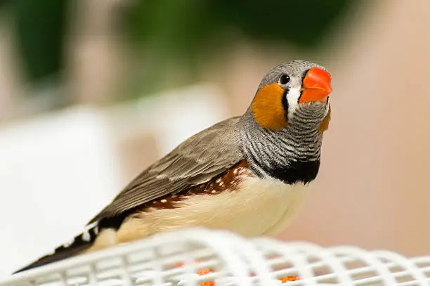 Beautiful zebra finch sitting on a bird cage