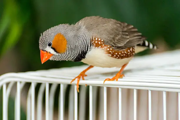 Beautiful zebra finch sitting on a bird cage