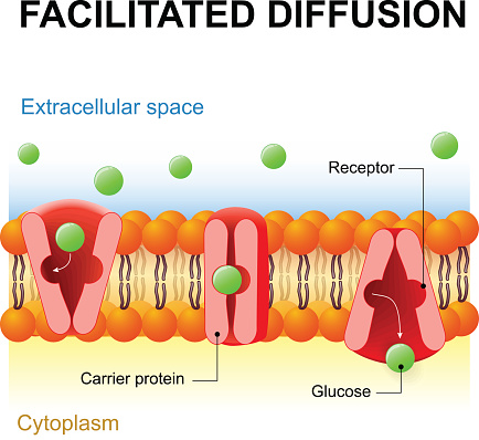 Facilitated diffusion or facilitated transport or passive-mediated transport. Carrier protein