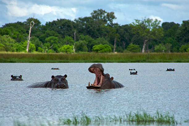 hippopotame dans le delta de l’okavango - parc national de moremi - washing hair photos et images de collection