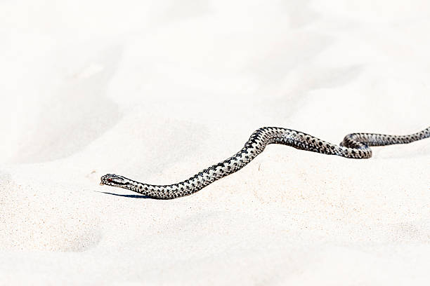 istock beautiful view of Vipera berus 603862794