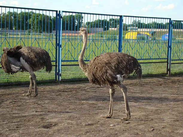 African ostrich is the largest flightless bird