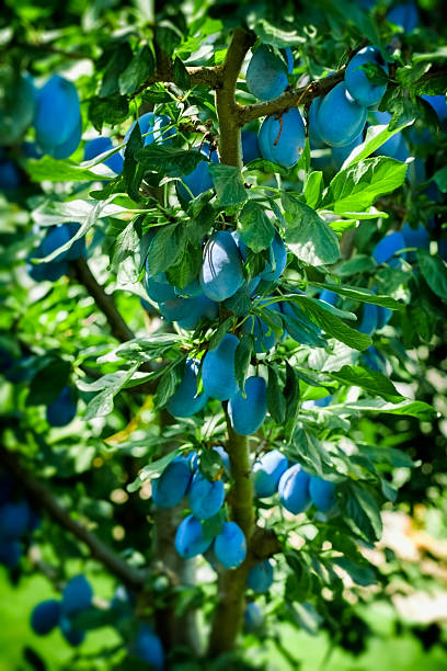 istock Plum tree branch in orchard 603863760