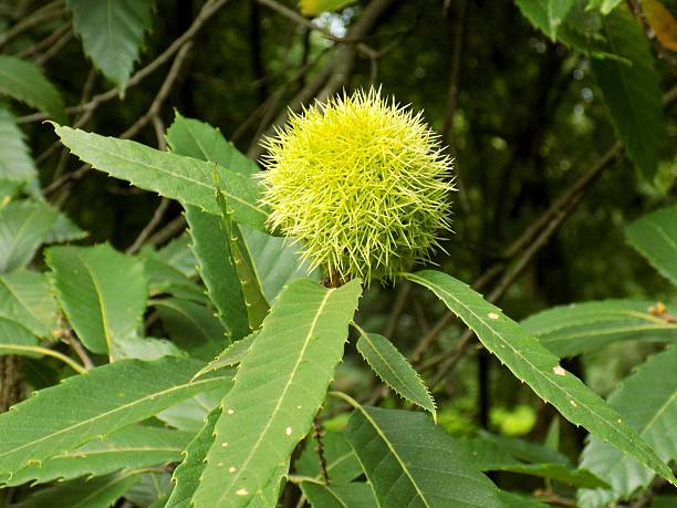 istock Immature chestnut on chestnut tree in garden during autumn 603864266