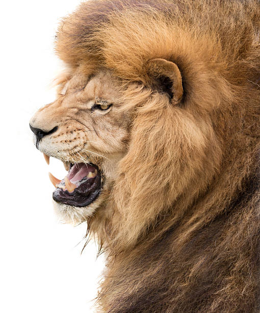 istock Power of lion 603864390