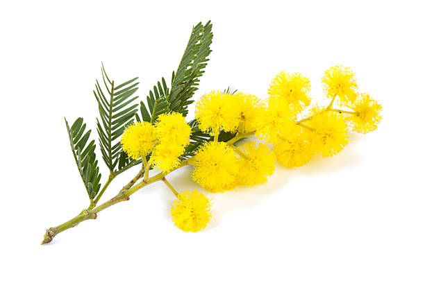 mimosa isolated on white background mimosa  isolated on white background acacia tree photos stock pictures, royalty-free photos & images