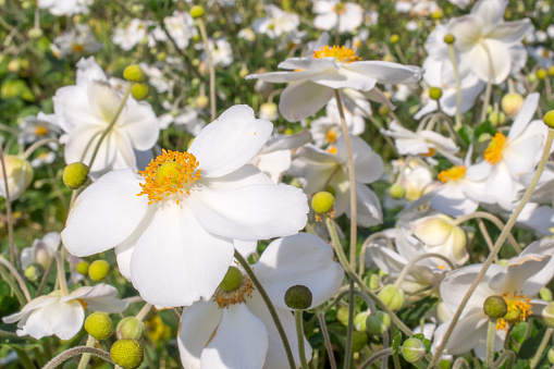 Close-up of white Japanese anemone blossoms (anemone hupehensis) with blurry background