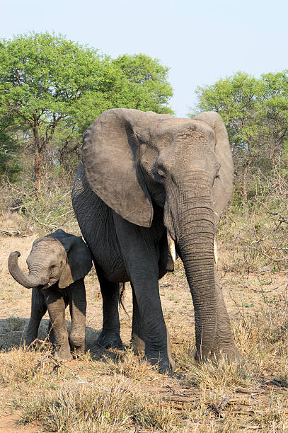 istock Elephants in the wild bush 603865690