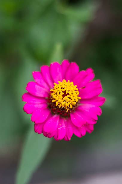 istock Vivid pink flower blooming 603866760