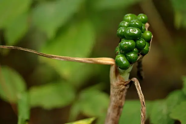 Photo of Green Jack-in-the-Pulpit Berries
