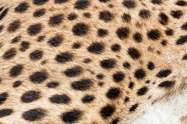 istock Cheetah fur print close up 603867574
