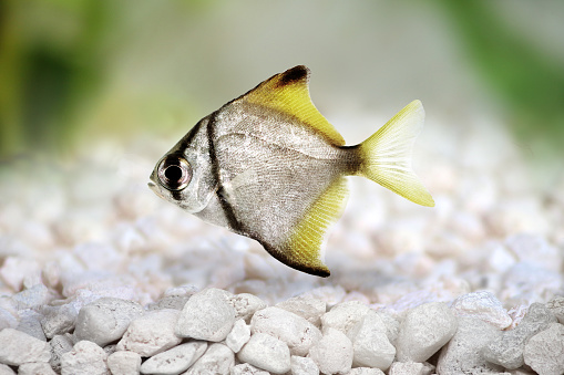 silver moonfish Monodactylus argenteus Aquarium fish Malayan angel isolated 