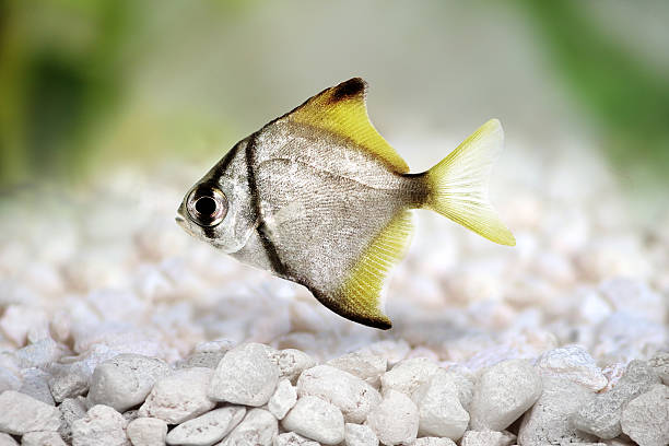 srebrny moonfish monodactylus argenteus akwarium ryby malayan anioł izolowany - tetra fish zdjęcia i obrazy z banku zdjęć