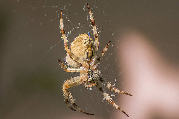 istock Araneus diadematus spider close-up 603870212