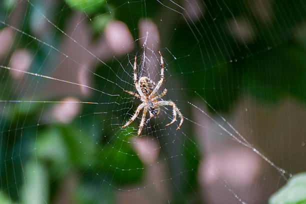 istock Araneus diadematus spider on web 603870808