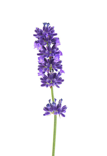 lawenda kwiaty na białym tle - lavender lavender coloured isolated flower zdjęcia i obrazy z banku zdjęć