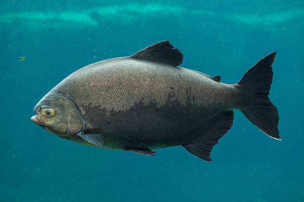 Tambaqui (Colossoma macropomum). Tambaqui (Colossoma macropomum), also known as the giant pacu. Wildlife animal. angelfish photos stock pictures, royalty-free photos & images