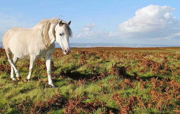 istock Wild horse on moor 603872238
