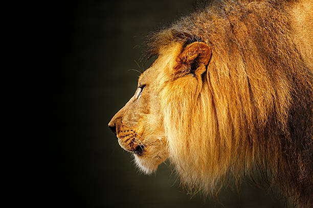 istock Profile Fierce Lion Dark Background 603872630