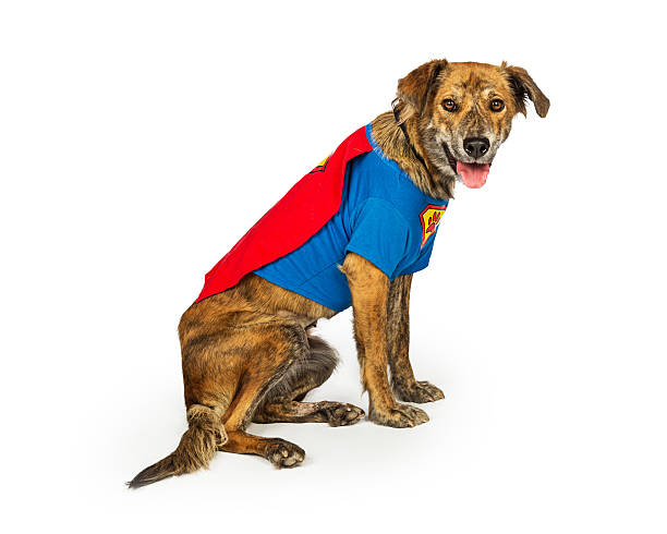 istock Hound Dog Wearing Superhero Costume 603872708