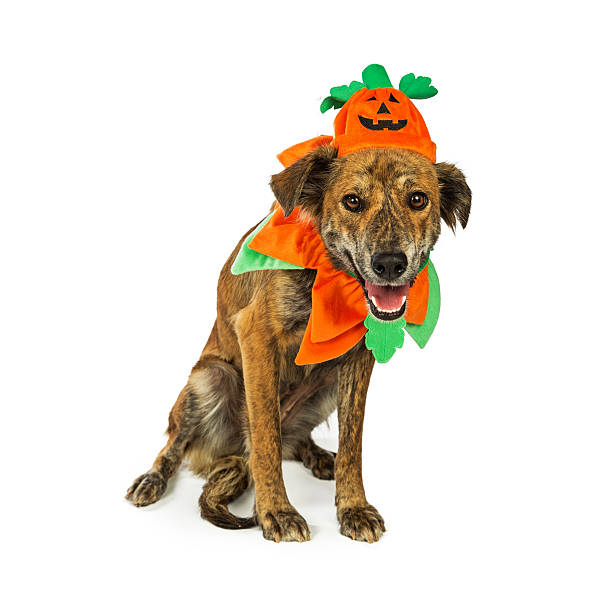 istock Happy Hound in Pumpkin Costume 603872760