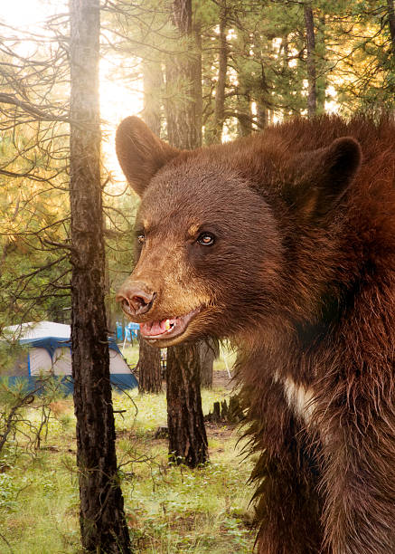 istock Dangerous Bear at Campsite in Forest 603872834