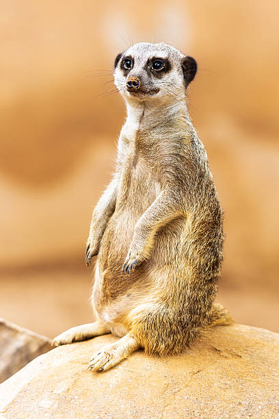 istock Cute Meerkat Sitting Up on Rock 603872860