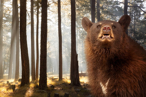 istock Black Bear in Forest at Sunrise 603872988